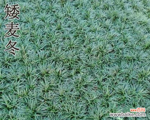 探索玉龙草的象征意义和生命力 玉龙草