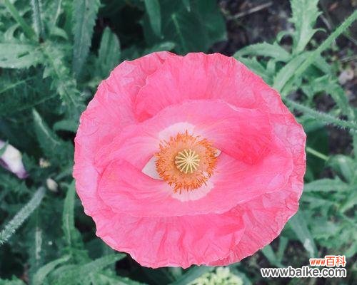 揭示虞美人花语的真正含义 虞美人的花语