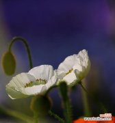 揭示虞美人花语的真正含义 虞美人的花语