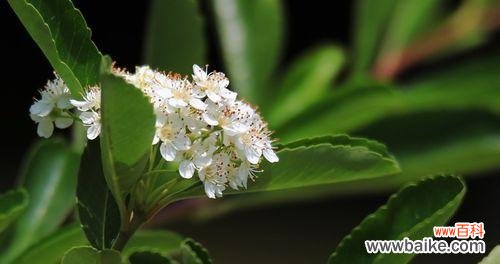 揭示珍珠梅的美丽之谜 探寻珍珠梅的花语和寓意