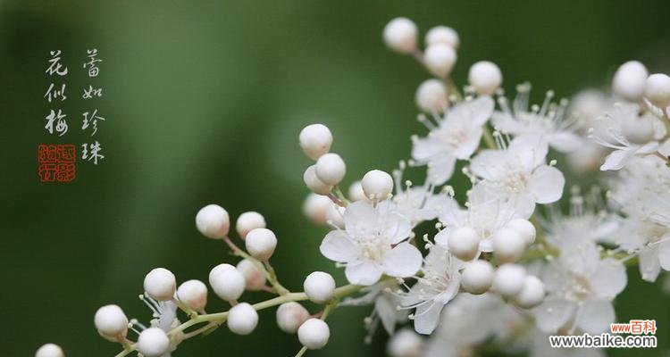 揭示珍珠梅的美丽之谜 探寻珍珠梅的花语和寓意