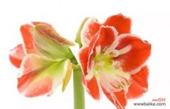 揭秘朱顶红的花语与寓意 朱顶红的花语与象征意义