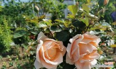 揭秘植物的生长指标及其意义 株高，看植物生长的标志