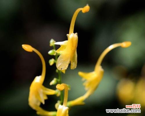 揭秘植物的生长指标及其意义 株高，看植物生长的标志