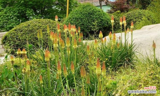 揭秘植物的生长指标及其意义 株高，看植物生长的标志