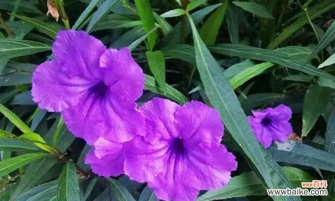 神秘花朵的象征意义和传承故事 紫花翠芦莉的花语与美丽传说