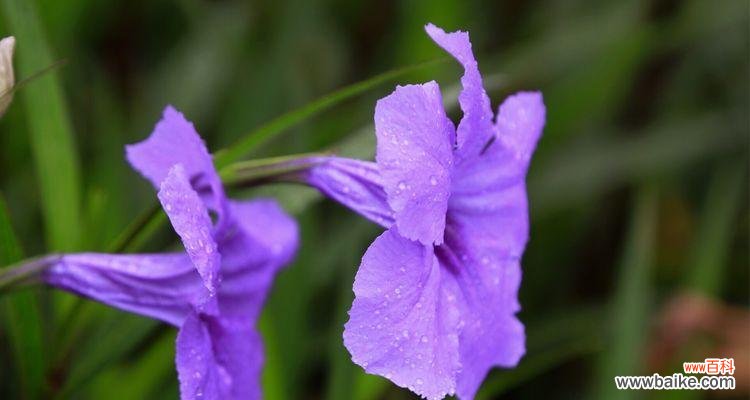 神秘花朵的象征意义和传承故事 紫花翠芦莉的花语与美丽传说