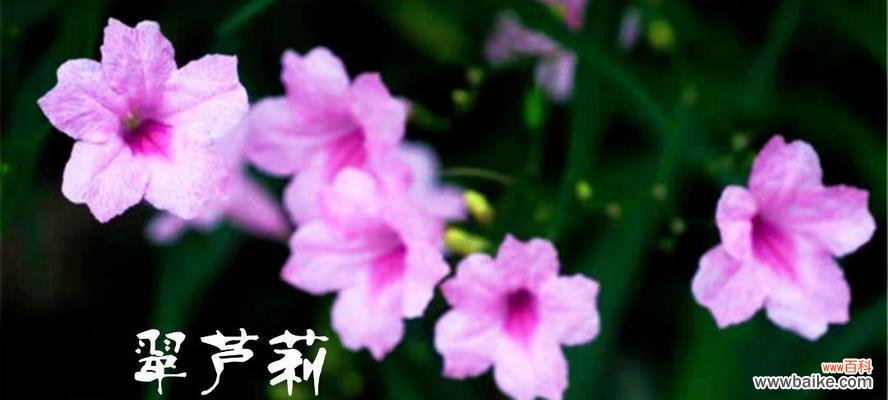 神秘花朵的象征意义和传承故事 紫花翠芦莉的花语与美丽传说