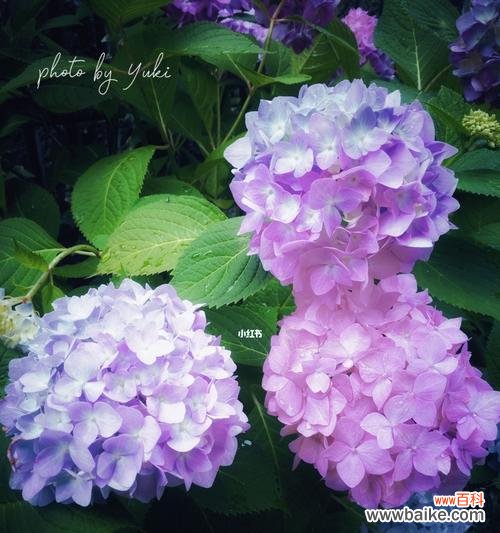 解读花,传递爱与希望的花语 花的花语及其意义