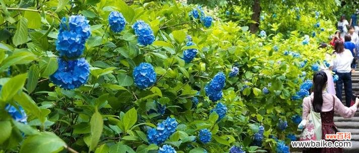 解读花,传递爱与希望的花语 花的花语及其意义