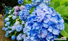 解读花，传递爱与希望的花语 花的花语及其意义