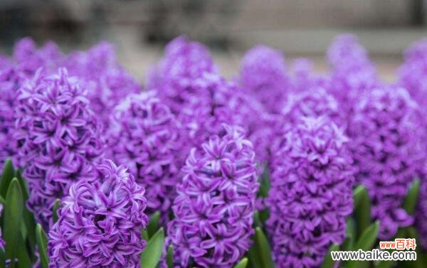 探索紫色三叶草的花语,寻找幸运与希望的象征 紫色三叶草的花语——祈愿、幸运与希望