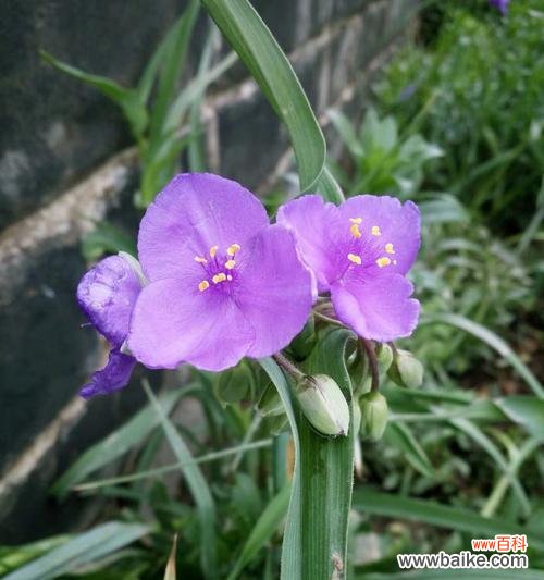 以花语诠释自然之美 紫露草的花语与寓意