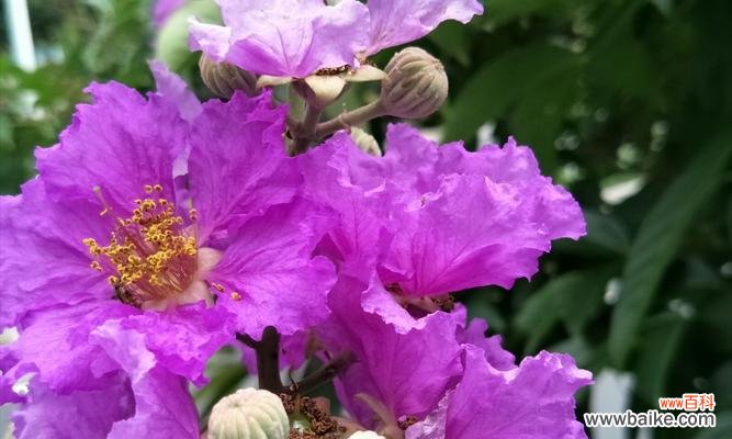 美丽花朵背后的意义和功效 紫薇花的寓意与作用