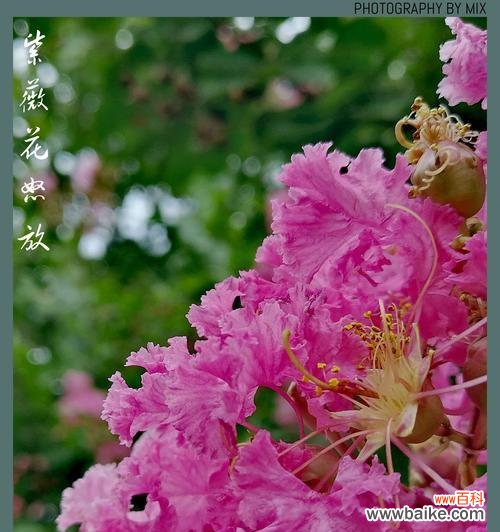 美丽花朵背后的意义和功效 紫薇花的寓意与作用