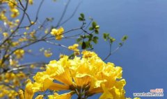 红花风铃木的五种花语解读 红花风铃木的花语与寓意