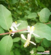 红花忍冬的花语传递着情感的力量 红花忍冬的花语——爱与希望的象征