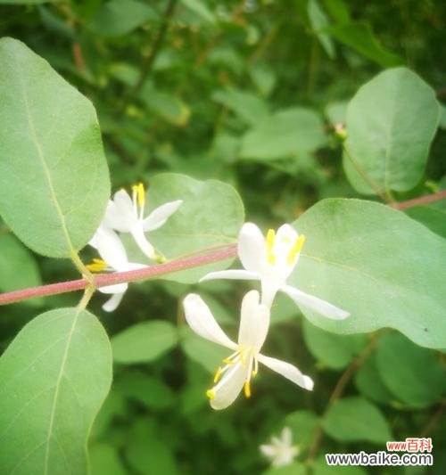 红花忍冬的花语传递着情感的力量 红花忍冬的花语——爱与希望的象征