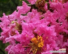 红色紫薇的深情表达与热情生命 红色紫薇花的花语及象征意义