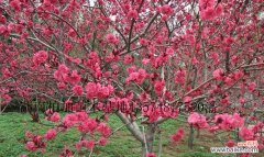 探索红叶碧桃的花语和文化内涵 红叶碧桃的花语及其象征意义