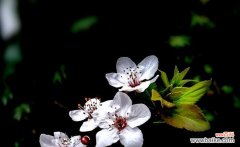 红叶李的花语及其意义 红叶李的花语之美——传递温情与希望的象征