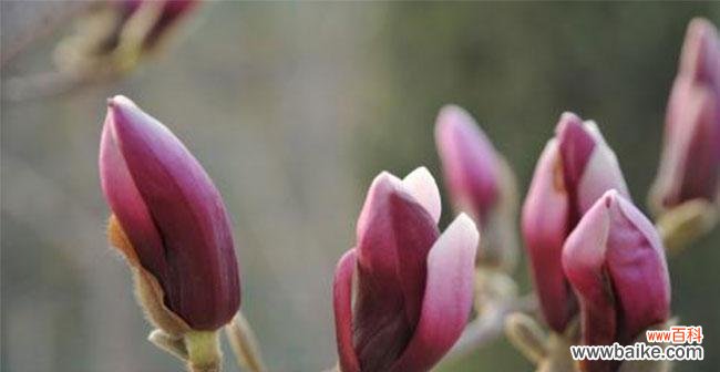 探索红玉兰的独特意义和象征 红玉兰花的花语与寓意