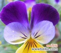 解读蝴蝶花的丰富象征意义 蝴蝶花的花语与含义