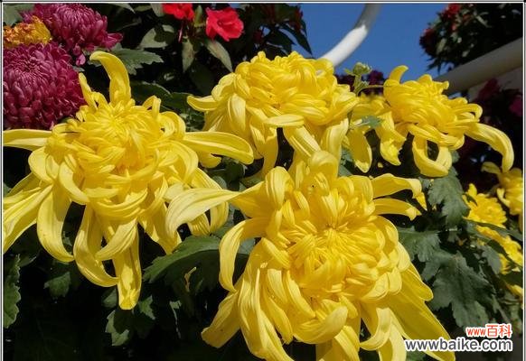 揭示黄菊花的传统寓意和现代解读 黄菊花的花语与意义