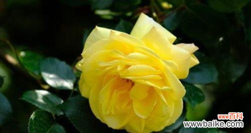 传递温暖和美好的黄玫瑰花语 黄玫瑰的花语——希望与幸福