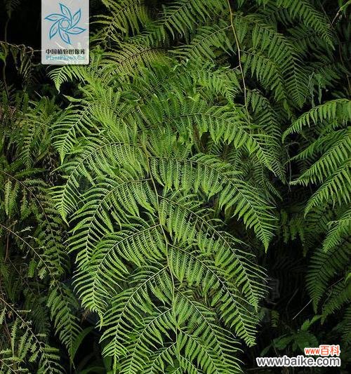 金毛猴蕨的花语是什么？金毛猴蕨花语有何特别之处？