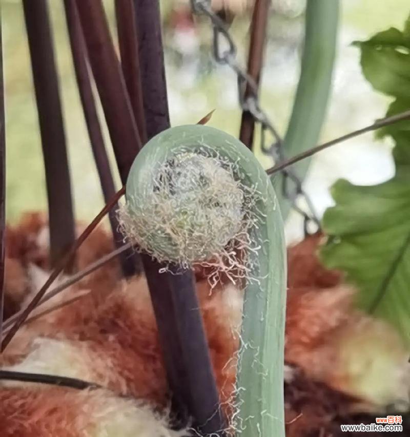 金毛猴蕨的花语是什么？金毛猴蕨花语有何特别之处？