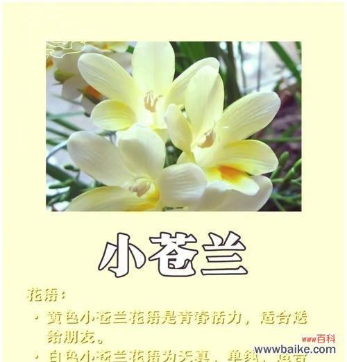 迷送香的花语是什么？迷送香花语的象征意义是什么？