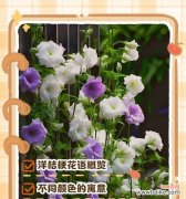 紫边桔梗的花语是什么？紫边桔梗花语的含义是什么？