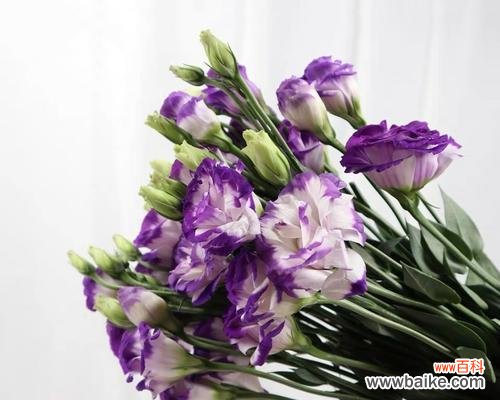 紫边桔梗的花语是什么?紫边桔梗花语的含义是什么?