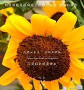 向日葵花语是什么？向日葵花语文的深层含义是什么？