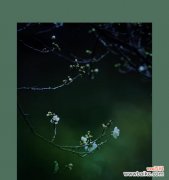 青萼梅的花语是什么？青萼梅花语的象征意义是什么？