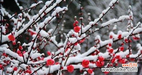 青萼梅的花语是什么?青萼梅花语的象征意义是什么?