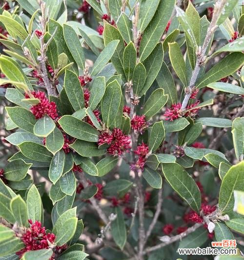 青萼梅的花语是什么?青萼梅花语的象征意义是什么?