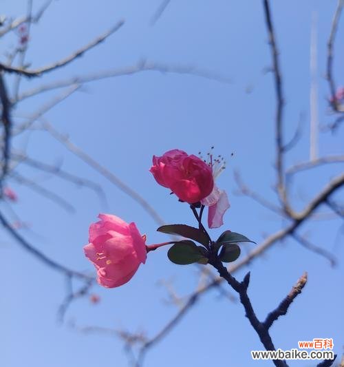 日日春的花语是什么?日日春花语的寓意是什么?