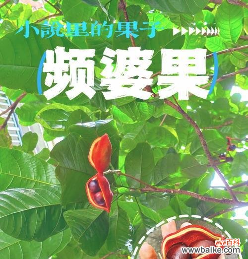 苹婆果的花语是什么？苹婆果花语的深层含义是什么？