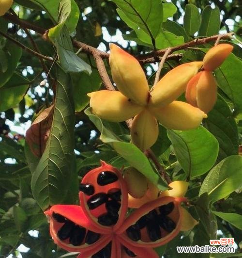 苹婆果的花语是什么？苹婆果花语的深层含义是什么？