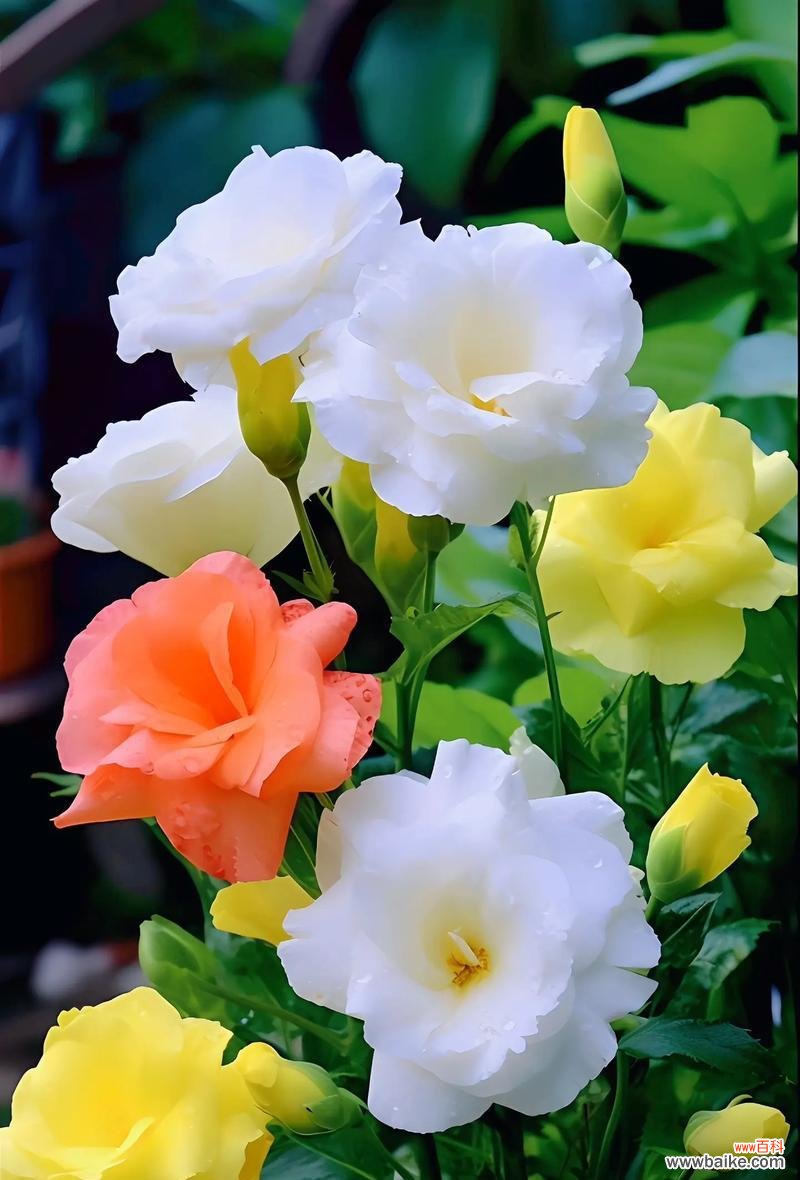 丸和桔梗的花语是什么？丸和桔梗花语的象征意义是什么？