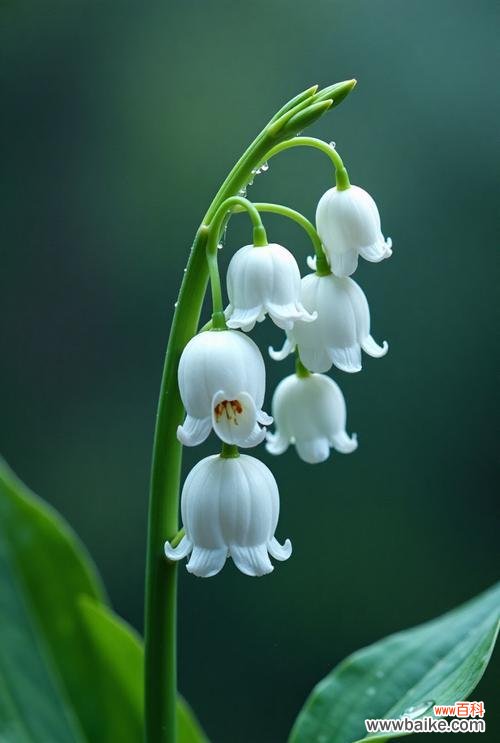 蓝白合花的花语是什么？蓝白合花花语的寓意是什么？