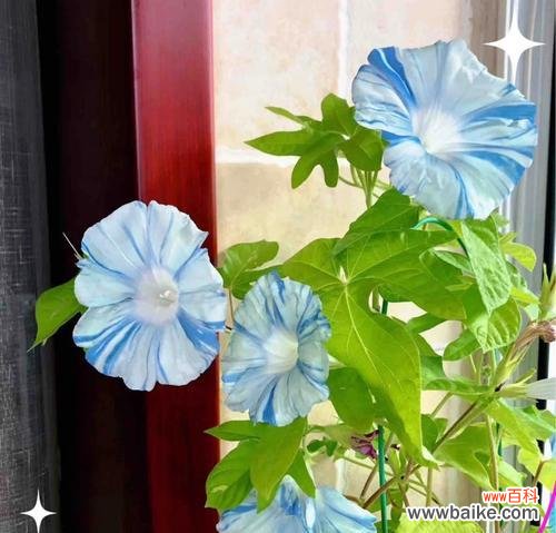 蓝白合花的花语是什么？蓝白合花花语的寓意是什么？