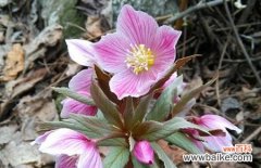 黑嚏根草的花语是什么？黑嚏根草花语的含义是什么？