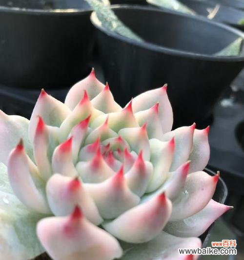 丽娜莲的花语有哪些?丽娜莲象征着什么?