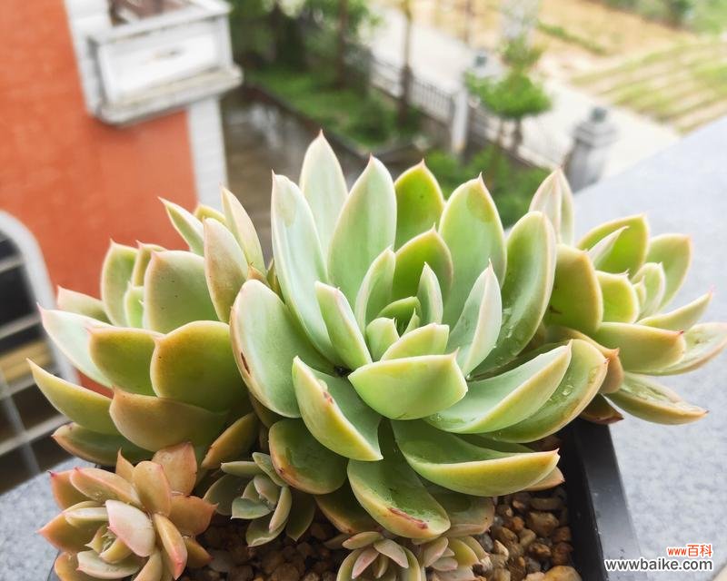 丽娜莲的花语有哪些?丽娜莲象征着什么?