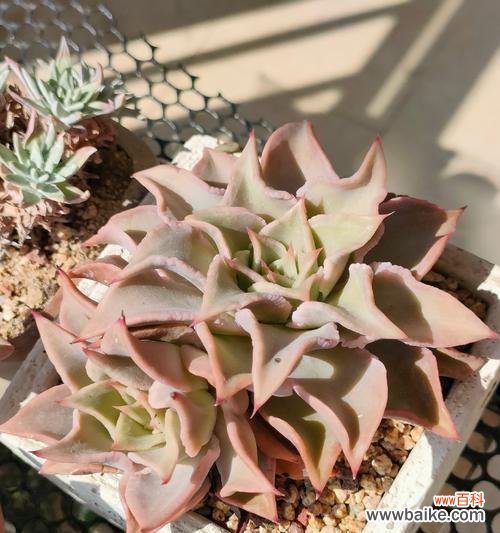 丽娜莲的花语有哪些?丽娜莲象征着什么?