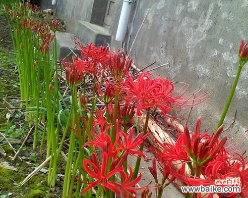 普稚花的花语是什么意思?普稚花代表了什么?