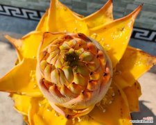 普稚花的花语是什么意思？普稚花代表了什么？